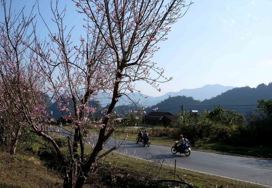 Hoa đào Tây Bắc làm say lòng người. (Ảnh: TTXVN)