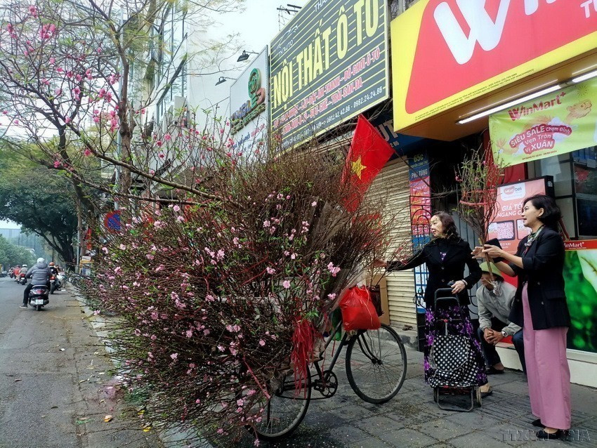Chọn mua một cành đào đẹp để chưng Tết. (Ảnh: Phạm Hậu/TTXVN)