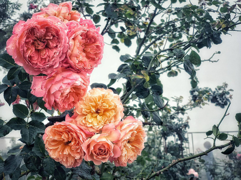 (Ảnh: Xuân Mai/Vietnam+)