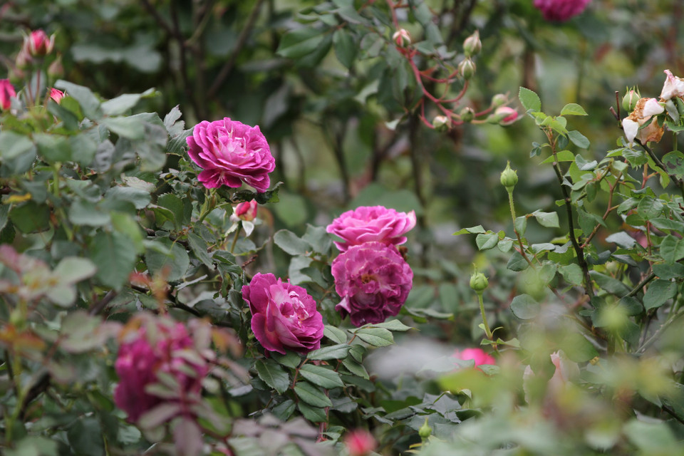 (Ảnh: Xuân Mai/Vietnam+)