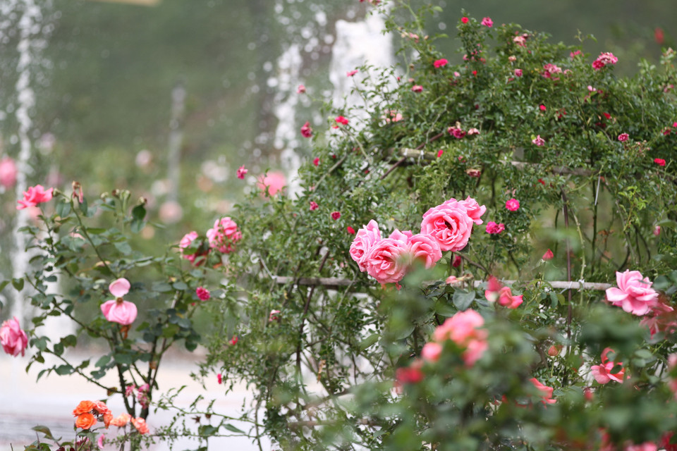 (Ảnh: Xuân Mai/Vietnam+)