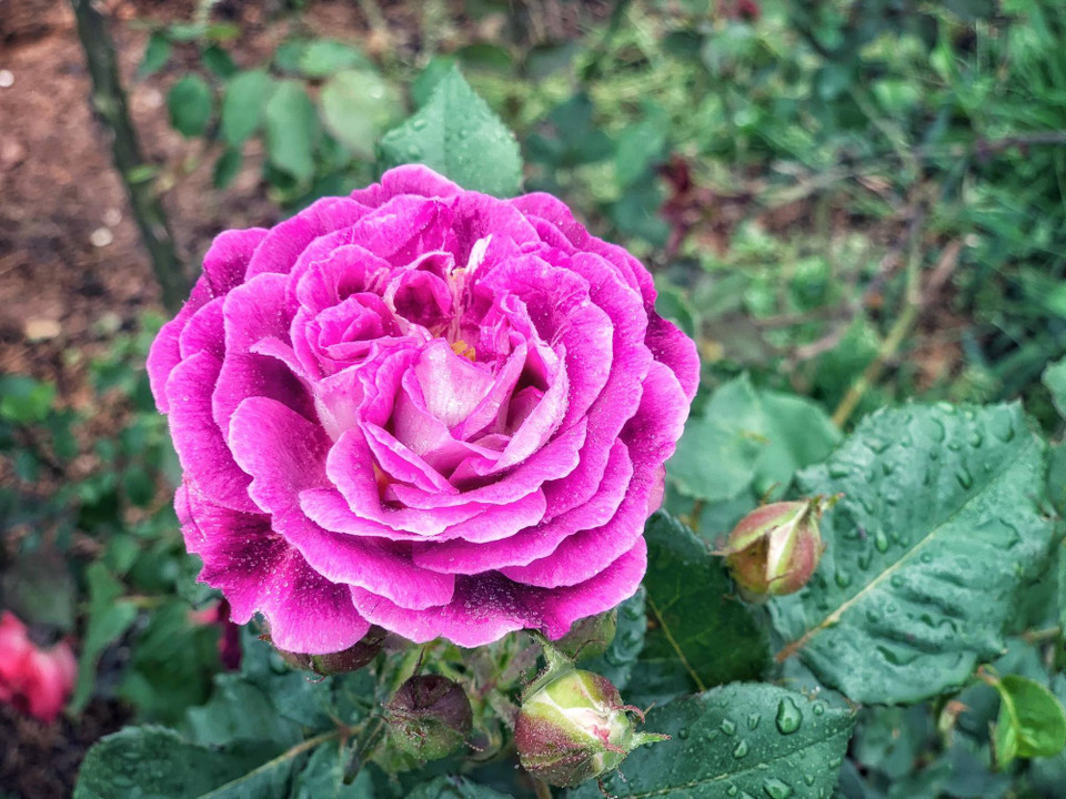 (Ảnh: Xuân Mai/Vietnam+)