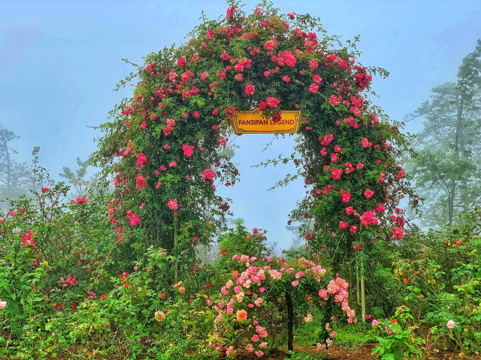 Hoa hồng leo Sapa bông nhỏ chỉ khoảng 2-3 cm, kết dạng chùm, có khi cả trăm bông cùng nở trên một cành nhỏ xíu tạo nên những suối hoa, thác hoa. (Ảnh: Xuân Mai/Vietnam+)