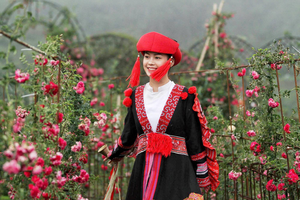 Loài hoa hồng leo được cho là có nguồn gốc từ châu Âu, do người Pháp mang về vùng đất này cùng với hoa hồng cổ Sapa. (Ảnh: Xuân Mai/Vietnam+)