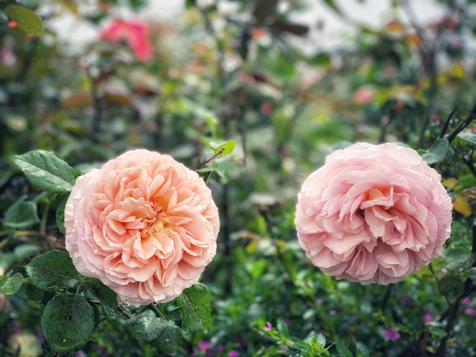 (Ảnh: Xuân Mai/Vietnam+)