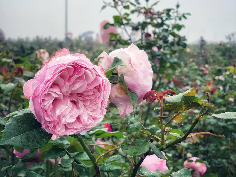 (Ảnh: Xuân Mai/Vietnam+)