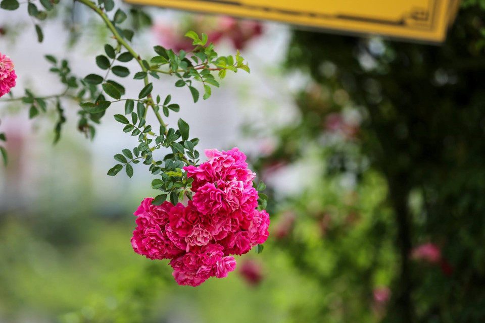 Những chùm hoa hồng leo như thế này khiến du khách mê mẩn. (Ảnh: Nam Nguyễn/Vietnam+)