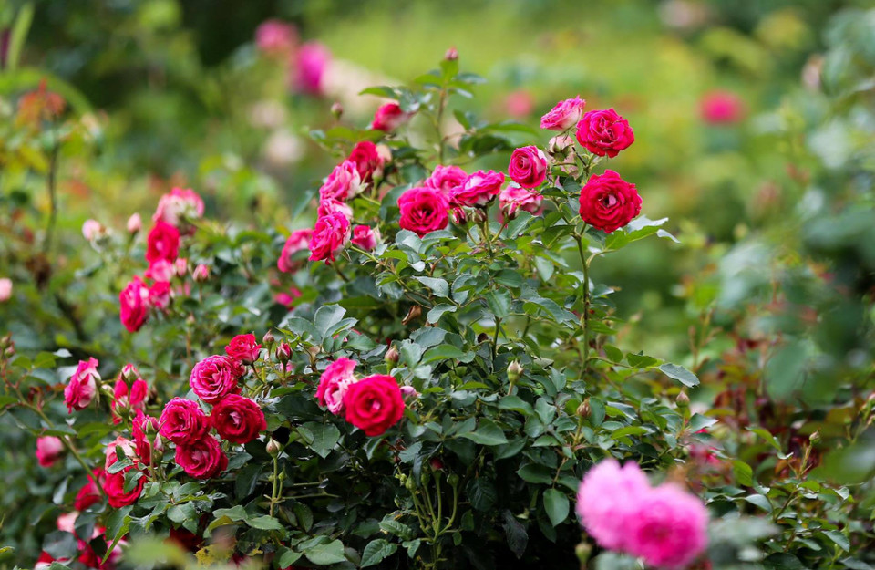 Được biết, toàn bộ đất màu trồng hoa tại thung lũng đều được chở từ dưới chân đồi lên khu vực ga đi với đá nhiều hơn đất, các công nhân cây xanh lại phải cẩn thận lọc đất riêng. Bề mặt thung lũng hoa thoát nước kém nên những lúc mưa to các nhân viên phải thay nhau trực để khơi nước, cứu cây... (Ảnh: Nam Nguyễn/Vietnam+)