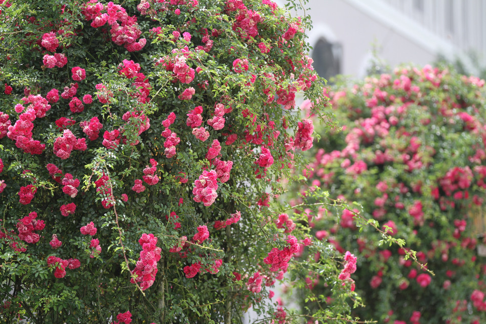 Hồng leo đỏ thường ra hoa một lần duy nhất mỗi năm vào khoảng tháng 4-5, tạo nên một mùa du lịch hoa hồng Sapa vô cùng khác biệt. (Ảnh: Xuân Mai/Vietnam+)