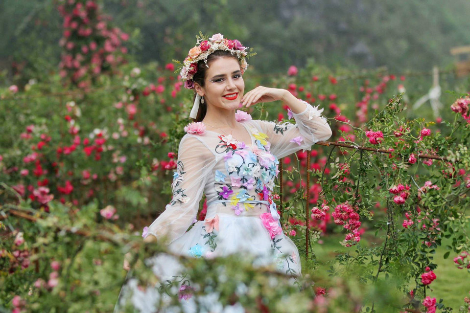 Nhưng có lẽ điểm nhấn ấn tượng nhất của thung lũng hoa hồng phải kể đến là những thảm hồng leo đỏ rực rỡ mà chỉ Sapa mới có. (Ảnh: Xuân Mai/Vietnam+)