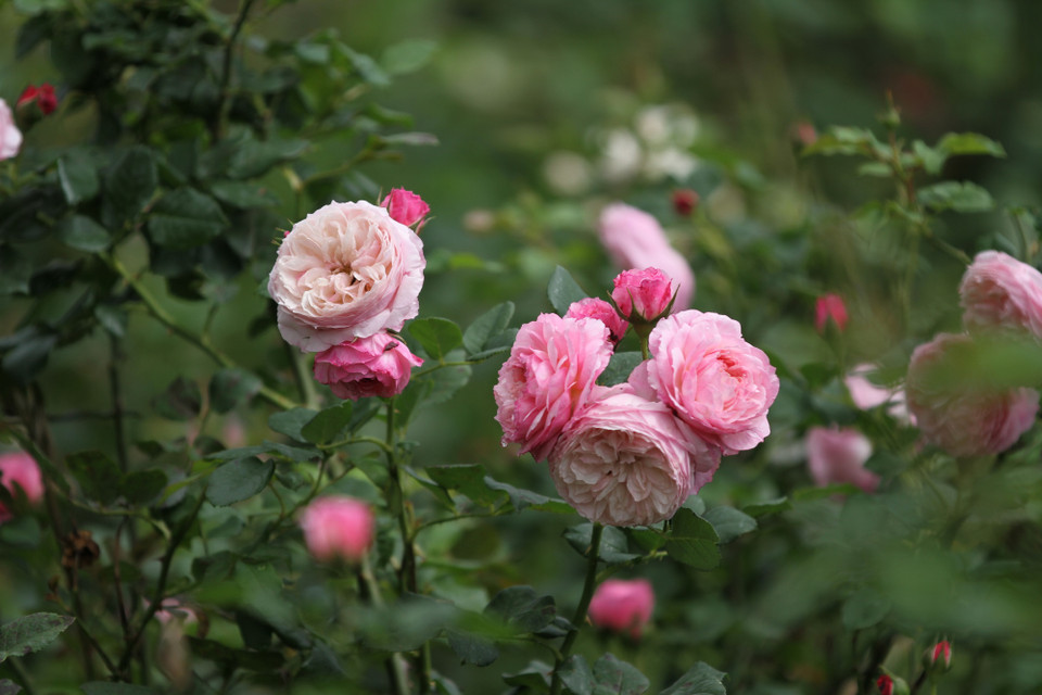 Cùng ngắm những đóa hồng tuyệt đẹp ở thung lũng hoa hồng lớn nhất Việt Nam. (Ảnh: Xuân Mai/Vietnam+)