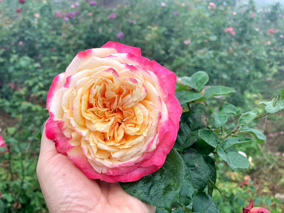 (Ảnh: Xuân Mai/Vietnam+)