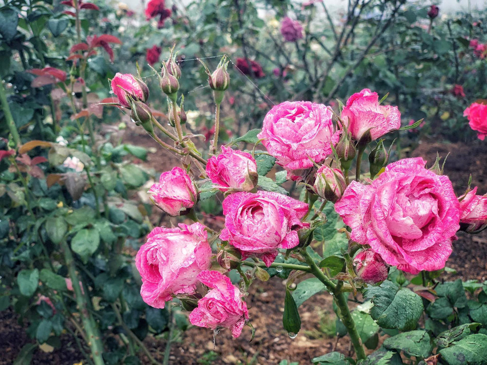 (Ảnh: Xuân Mai/Vietnam+)