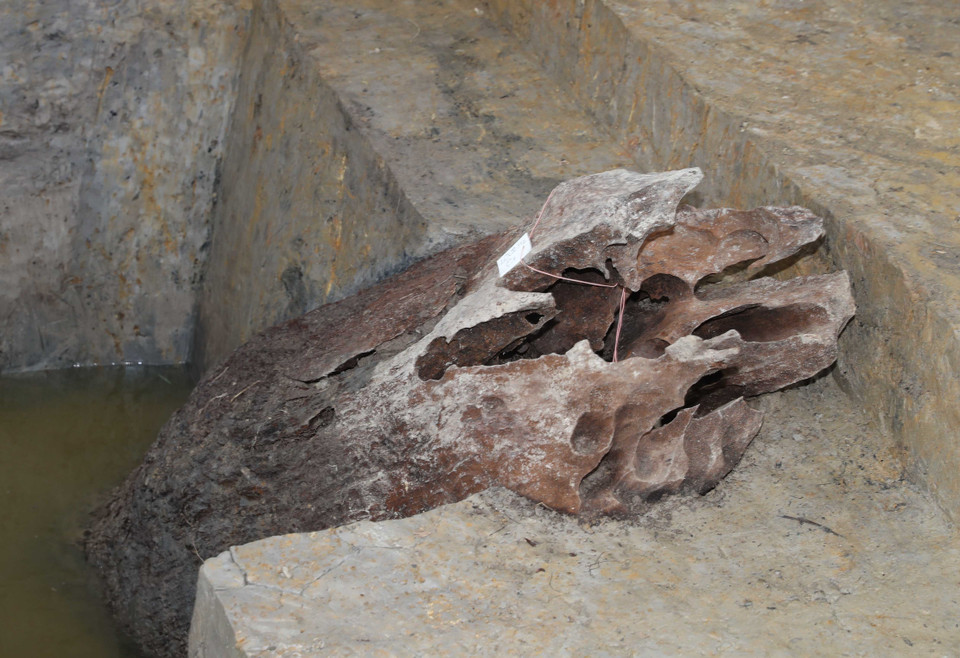 Hiện vật khai quật được lưu giữ tại Khu bảo tồn cọc Cao Quỳ tại xã Liên Khê, huyện Thủy Nguyên, thành phố Hải Phòng.(Ảnh: Thống Nhất/TTXVN)