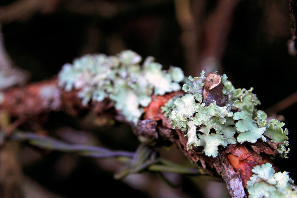 Màu thời gian nhuốm lên những hàng rào tầm xuân quanh lữ quán. (Ảnh: Xuân Mai/Vietnam+)