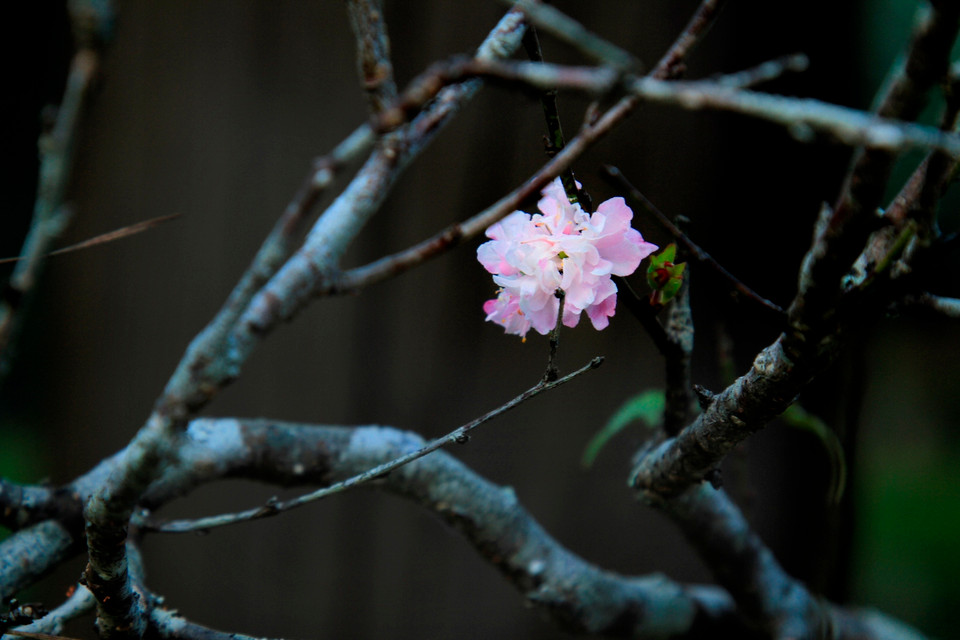 Hoa đào nở sớm ở phương Nam. (Ảnh: Xuân Mai/Vietnam+)