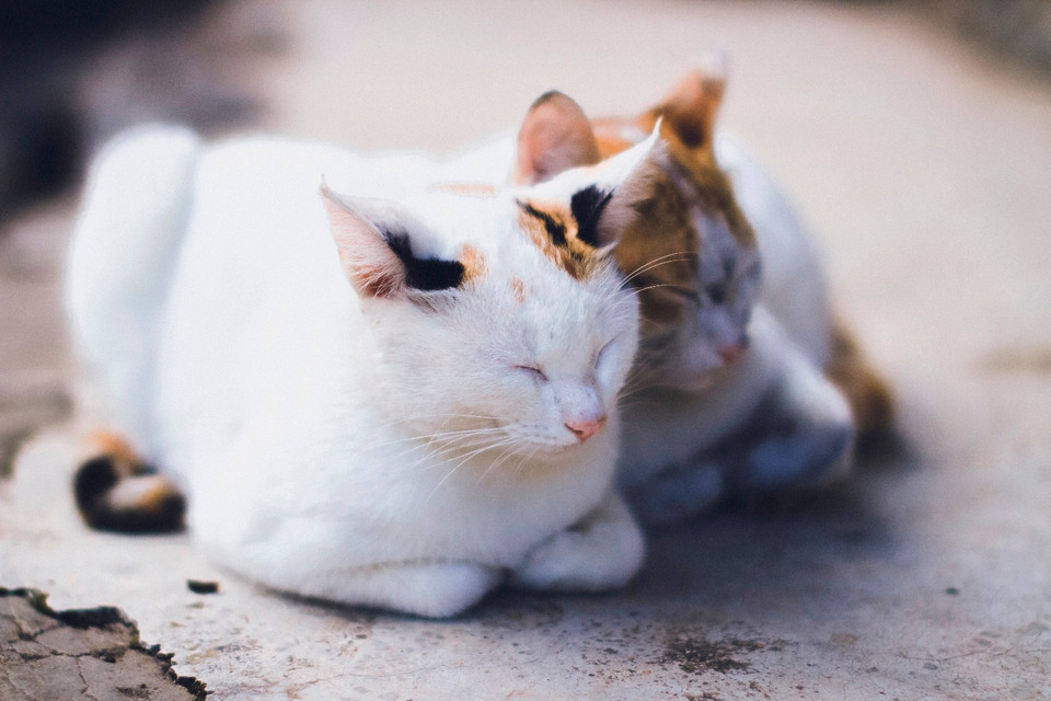 Khung cảnh thanh bình và vật nuôi dường như cũng thư thái, an yên. (Ảnh: Xuân Mai/Vietnam+)