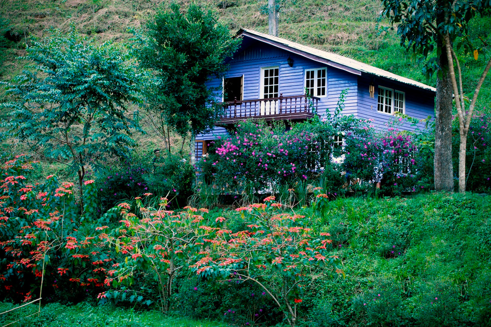Ngôi nhà màu tím thơ mộng nằm trên lưng rặng thông sau những rặng hoa trạng nguyên đỏ và sim tím bao bọc. (Ảnh: Xuân Mai/Vietnam+)