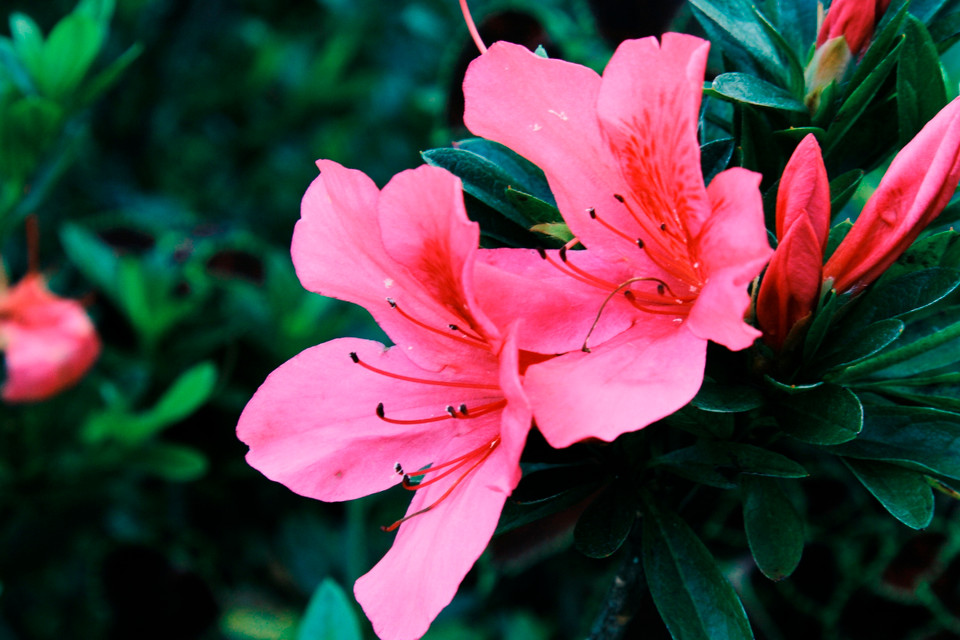 Không chỉ có những căn nhà gỗ tím dễ thương như trong truyện cổ tích, khu vườn Ma Rừng còn có nhiều loại hoa luôn nở quanh năm. (Ảnh: Xuân Mai/Vietnam+)