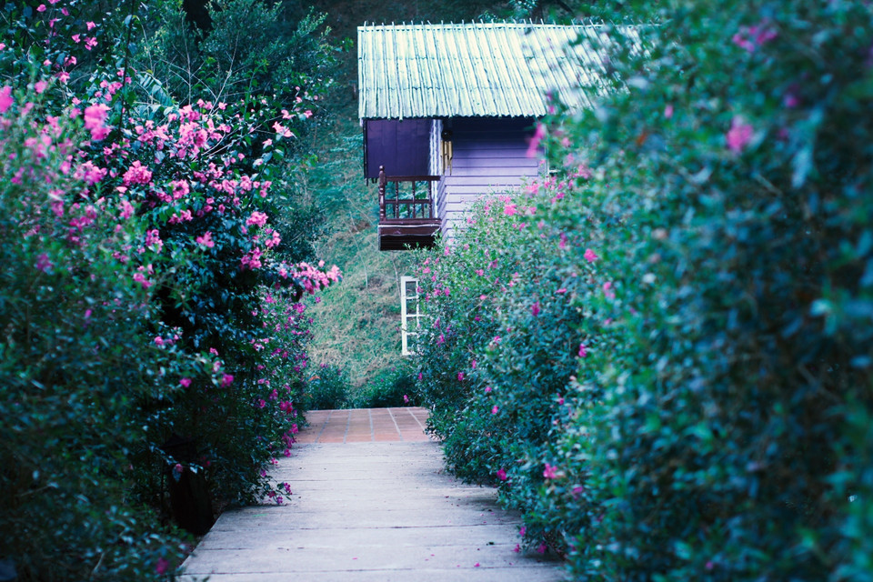 Với lối nhỏ ngập tràn hóa tím dẫn lối vào căn nhà tím được xây dựng đầu tiên ở Ma Rừng. (Ảnh: Xuân Mai/Vietnam+)