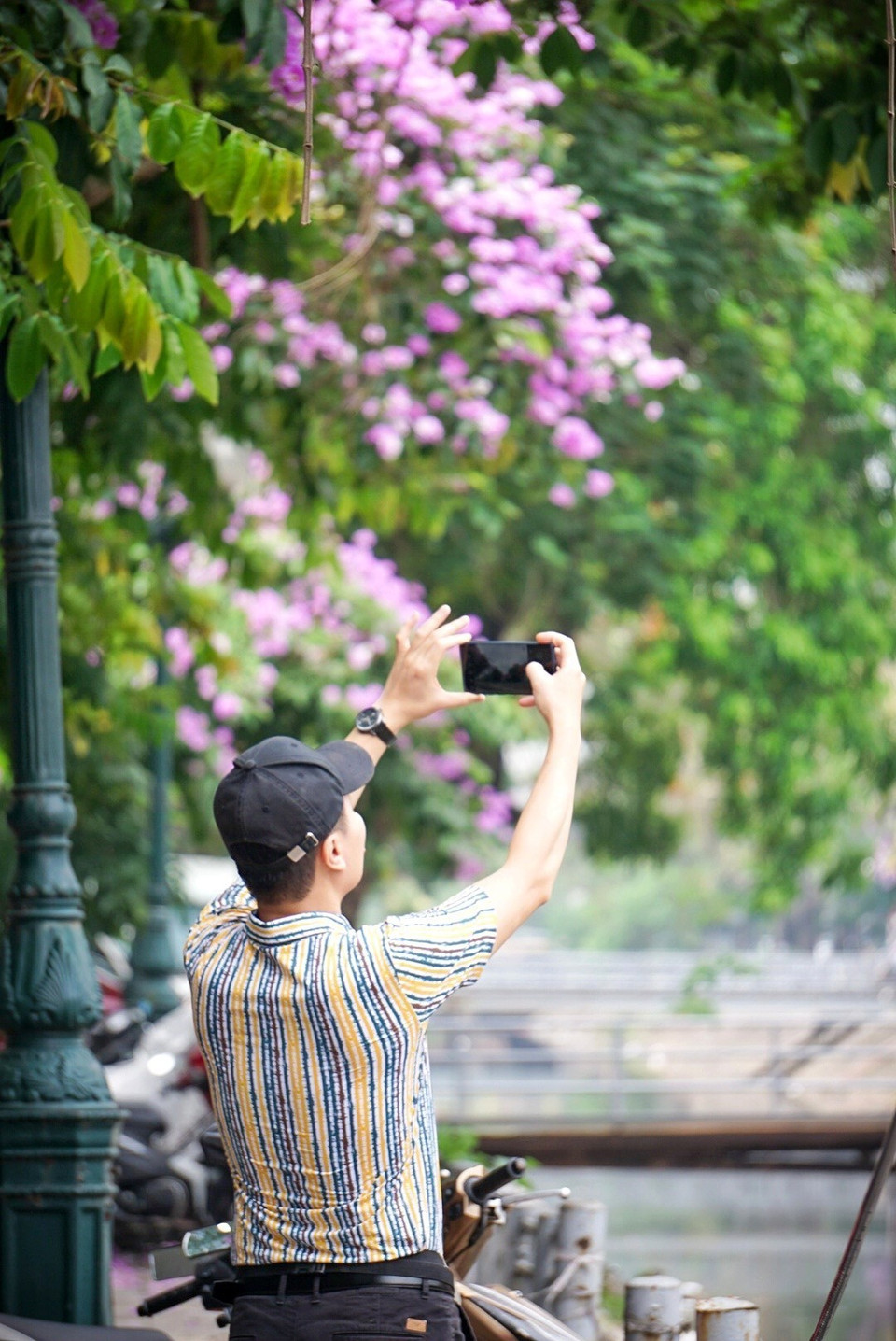 Sắc tím hoa bằng lăng nổi bật trong những ngày Hè, thu hút sự chú ý của rất nhiều người yêu cái đẹp. (Ảnh: Khánh Hòa/TTXVN)