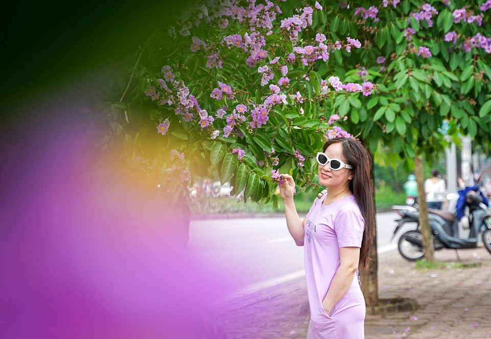 Sắc tím hoa bằng lăng lãng mạn nổi bật trong những ngày Hè thu hút sự chú ý của nhiều người yêu cái đẹp. (Ảnh: Khánh Hòa/TTXVN)