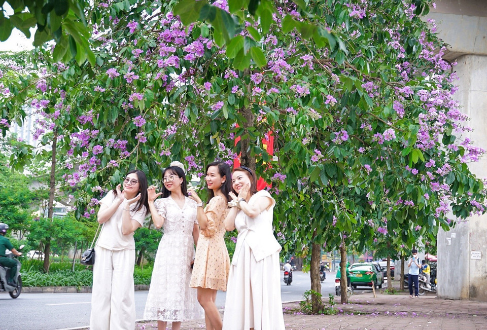 Các thiếu nữ tạo dáng chụp ảnh bên hàng cây bằng lăng đang nở rộ hoa trên phố Hoàng Cầu, quận Đống Đa. (Ảnh: Khánh Hòa/TTXVN)