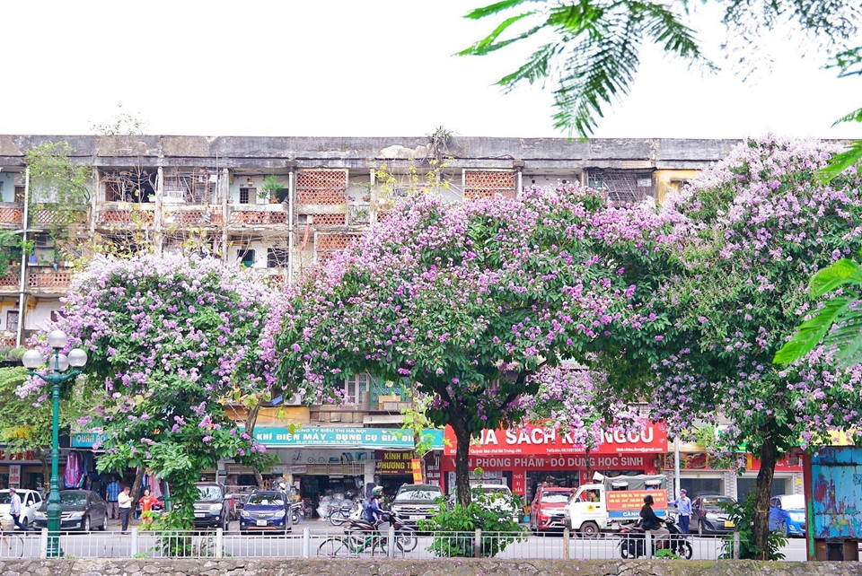 Tuyến đường Kim Ngưu ven sông Tô Lịch trở nên thơ mộng với sắc tím của hoa bằng lăng. (Ảnh: Khánh Hòa/TTXVN)