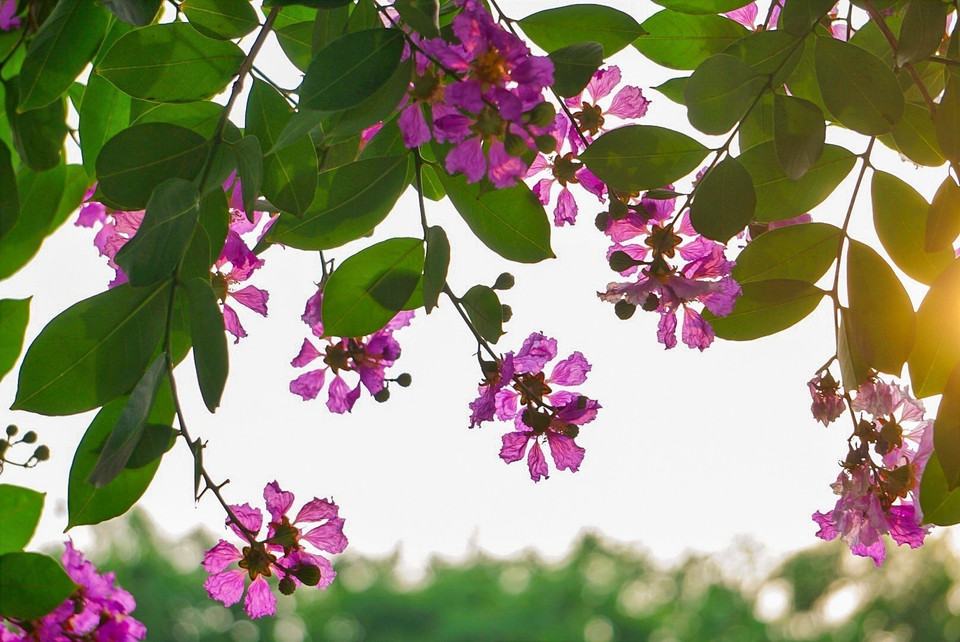 Ngoài sắc tím chủ đạo, hoa bằng lăng còn có màu trắng nhạt, hồng. (Ảnh: Khánh Hòa/TTXVN)