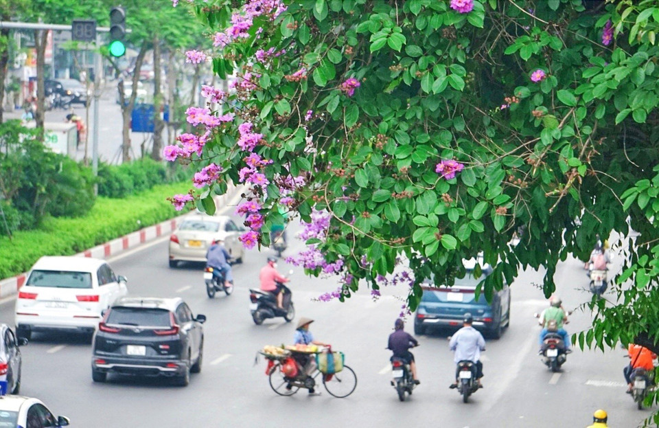 Sắc tím hoa bằng lăng trên phố Đại Cồ Việt, quận Hai Bà Trưng. (Ảnh: Khánh Hòa/TTXVN)
