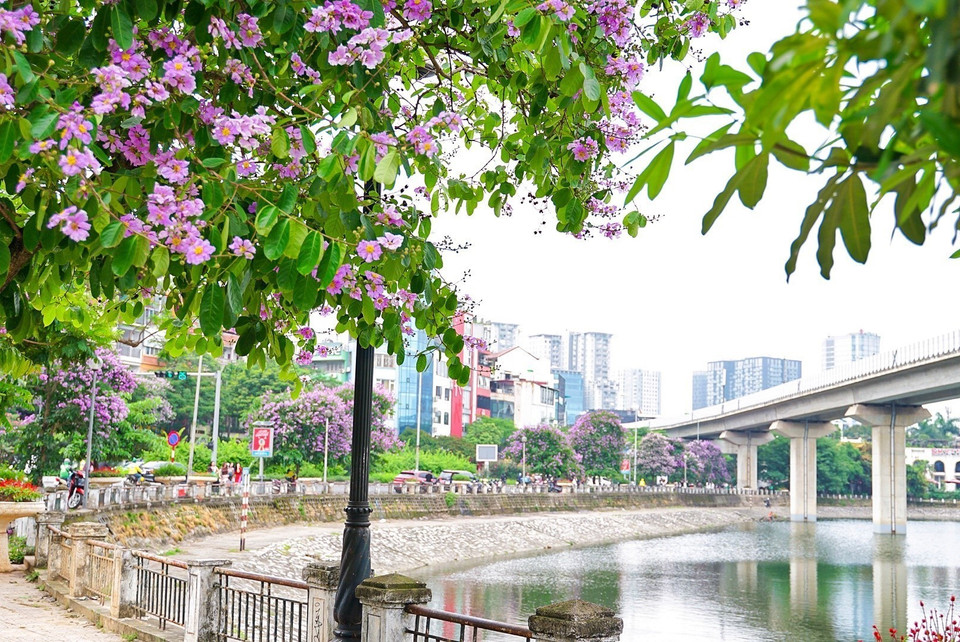 Sắc tím bằng lăng quanh hồ Hoàng Cầu. (Ảnh: Khánh Hòa/TTXVN)