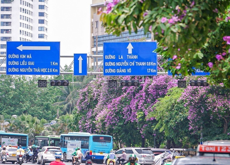 Sắc hoa bằng lăng trên đường Cầu Giấy. (Ảnh: Khánh Hòa/TTXVN)
