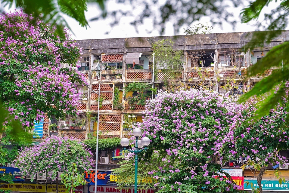 Hoa bằng lăng nở rộ tạo nên bức tranh lãng mạn và thơ mộng. (Ảnh: Khánh Hòa/TTXVN)