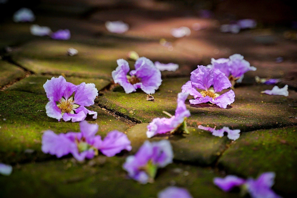 Mùa hoa bằng lăng đến nhanh nhưng cũng chóng tàn. Chỉ sau vài cơn mưa mùa hạ, những cánh hoa đã nhạt màu rồi rụng dần. (Ảnh: Khánh Hòa/TTXVN)