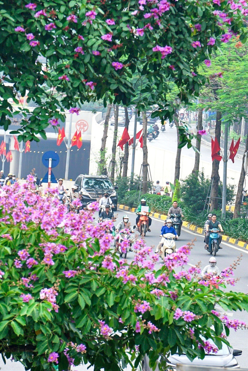 Có một Hà Nội đẹp như mơ trong mùa hoa bằng lăng tím. (Ảnh: Khánh Hòa/TTXVN)