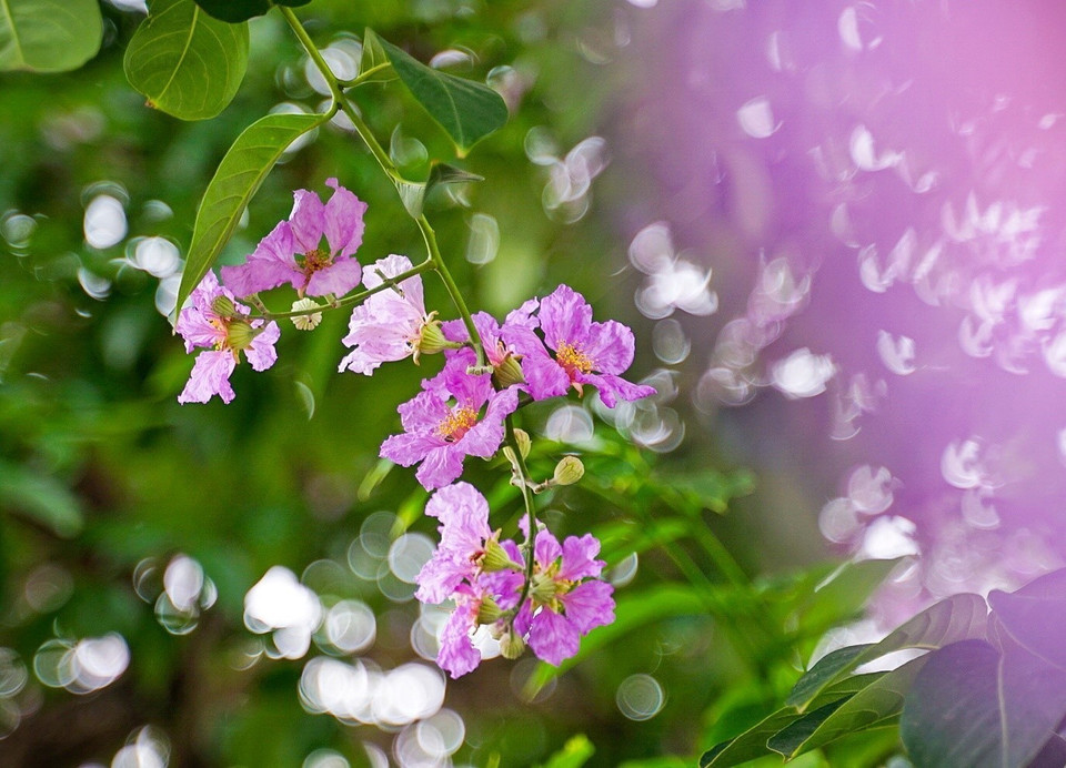 Cánh hoa bằng lăng mỏng, nhẹ như xác pháo, thường có màu tím, hồng, trắng nhạt. Phổ biến nhất với người dân Thủ đô vẫn là sắc tím biếc xen lẫn nhụy vàng. (Ảnh: Khánh Hòa/TTXVN)