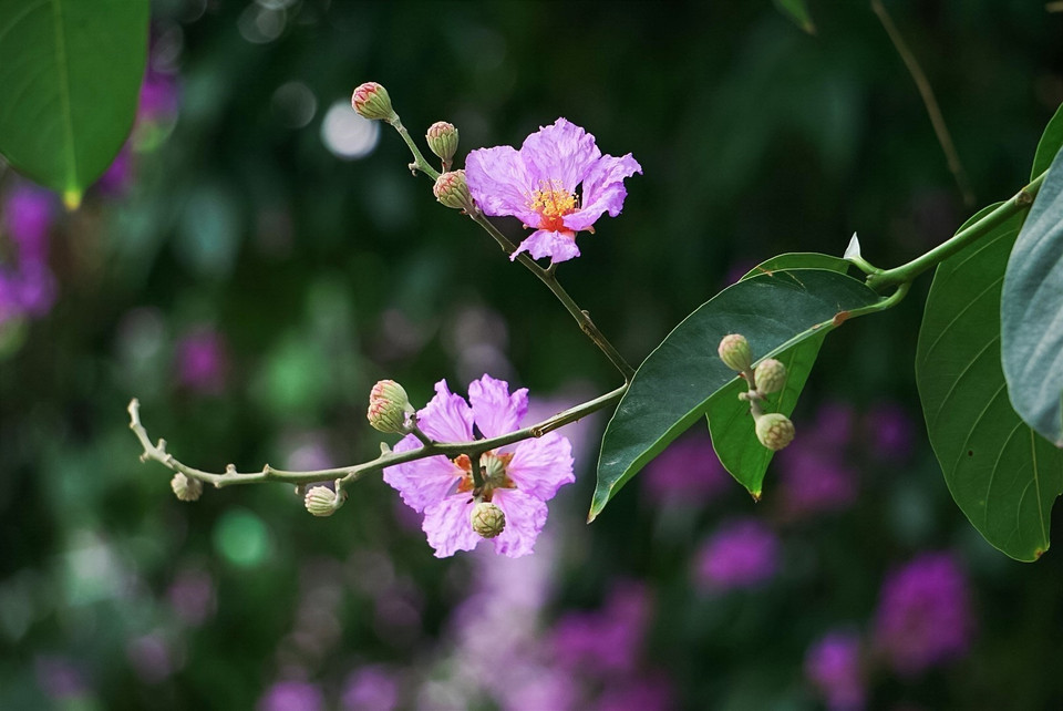 Sắc tím bằng lăng mang nét đặc trưng rất Hà Nội mỗi độ Hè về. (Ảnh: Khánh Hòa/TTXVN)