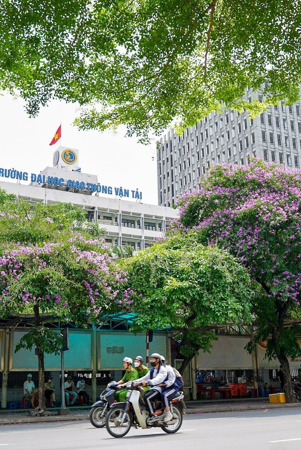 Sắc hoa bằng lăng trước cổng trường Đại học Giao thông Vận tải. (Ảnh: Khánh Hòa/TTXVN)