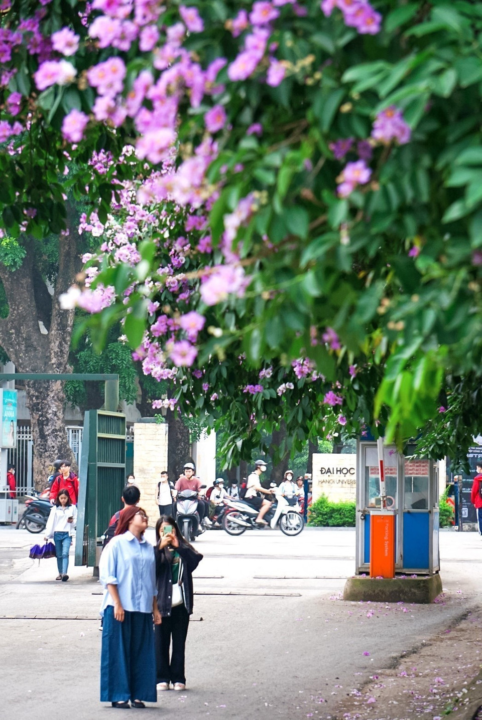 Sắc hoa tím bằng lăng trước cổng Đại học Bách Khoa Hà Nội. (Ảnh: Khánh Hòa/TTXVN)