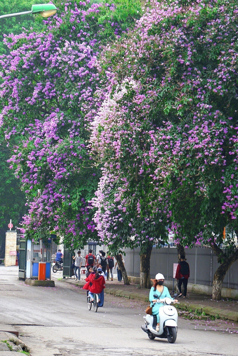 Hoa tím bằng lăng nở rộ tạo nên một bức tranh lãng mạn và thơ mộng trên nhiều tuyến phố Thủ đô. (Ảnh: Khánh Hòa/TTXVN)
