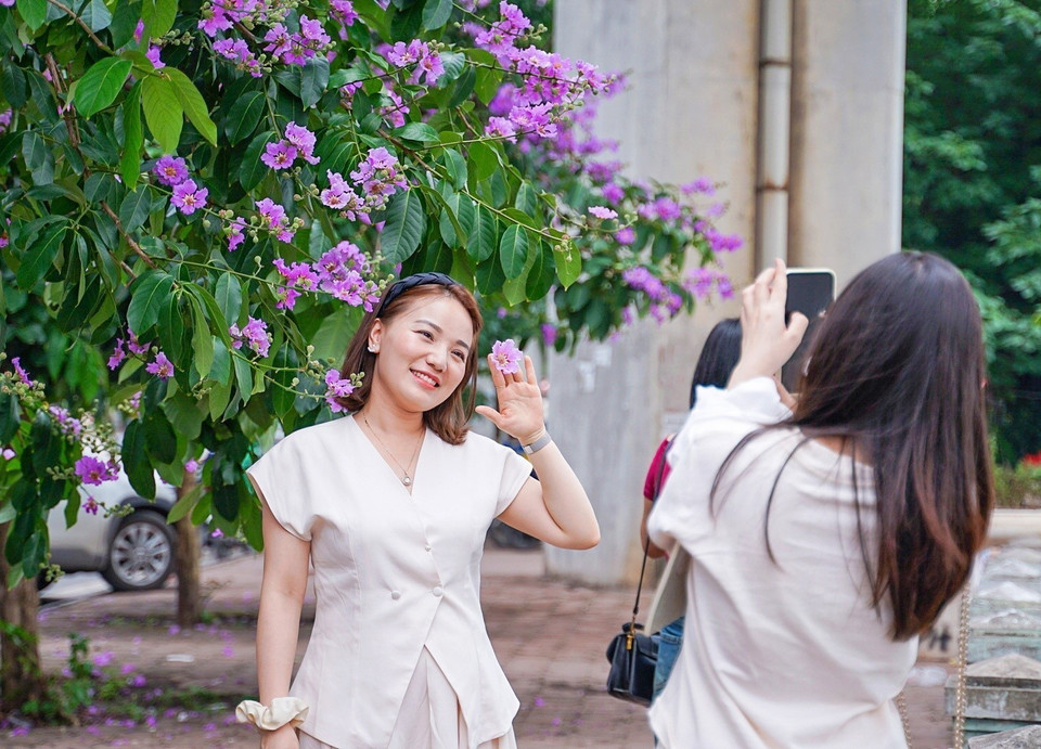 Chụp ảnh cùng hoa bằng lăng cũng là 1 trào lưu của giới trẻ Thủ đô những ngày đầu Hè năm nay. (Ảnh: Khánh Hòa/TTXVN)