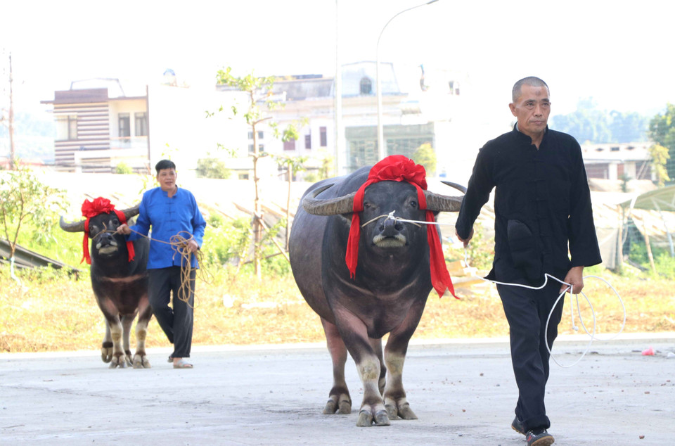 Trâu được cột nơ chuẩn bị vào vòng thi. (Ảnh: Nguyễn Oanh/TTXVN)