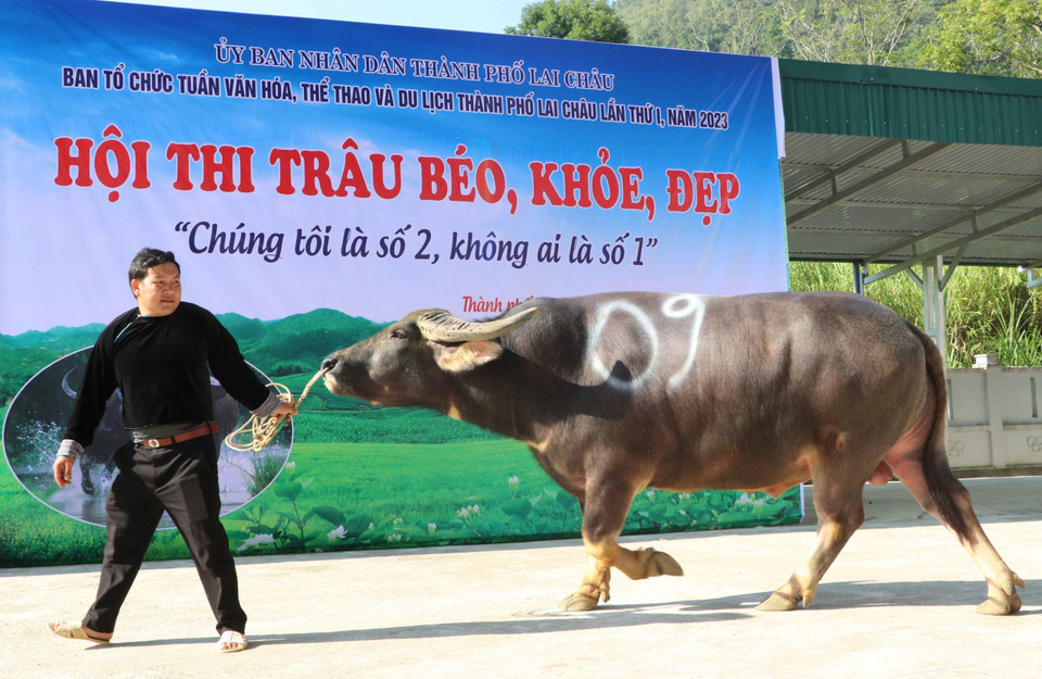 Những chú trâu tham gia Hội thi trâu đẹp ở Lai Châu. (Ảnh: Nguyễn Oanh/TTXVN)