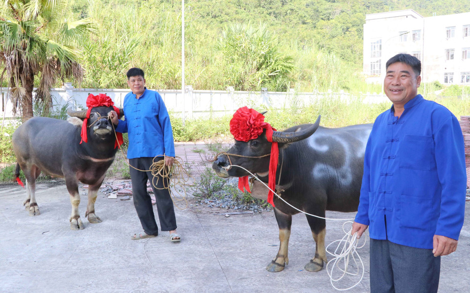 Trâu dự thi đa số là trâu đực vì có thân hình to lớn, dáng đẹp.(Ảnh: Nguyễn Oanh/TTXVN)
