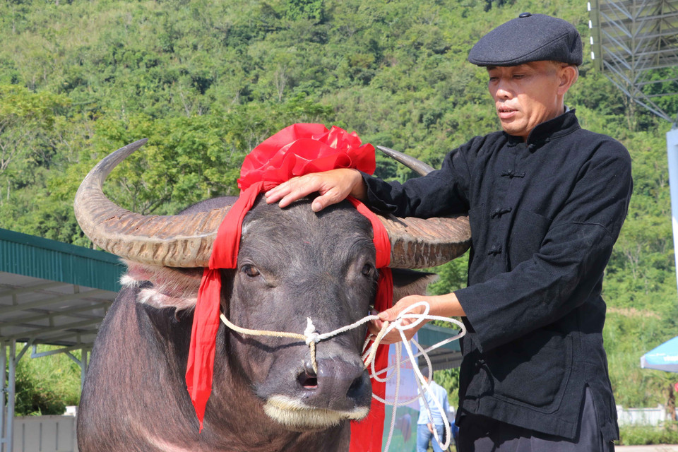 Trâu được người dân tuyển chọn dự thi thường từ 5 tuổi trở lên. (Ảnh: Nguyễn Oanh/TTXVN)