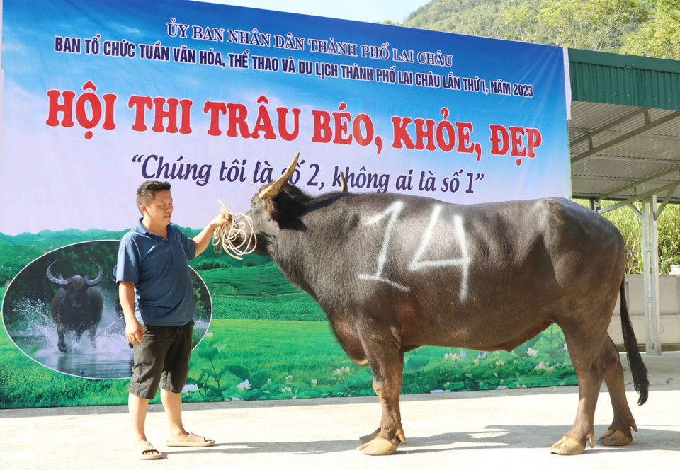 Con trâu số 14 có thân hình khủng đã 7 năm tuổi. (Ảnh: Nguyễn Oanh/TTXVN)