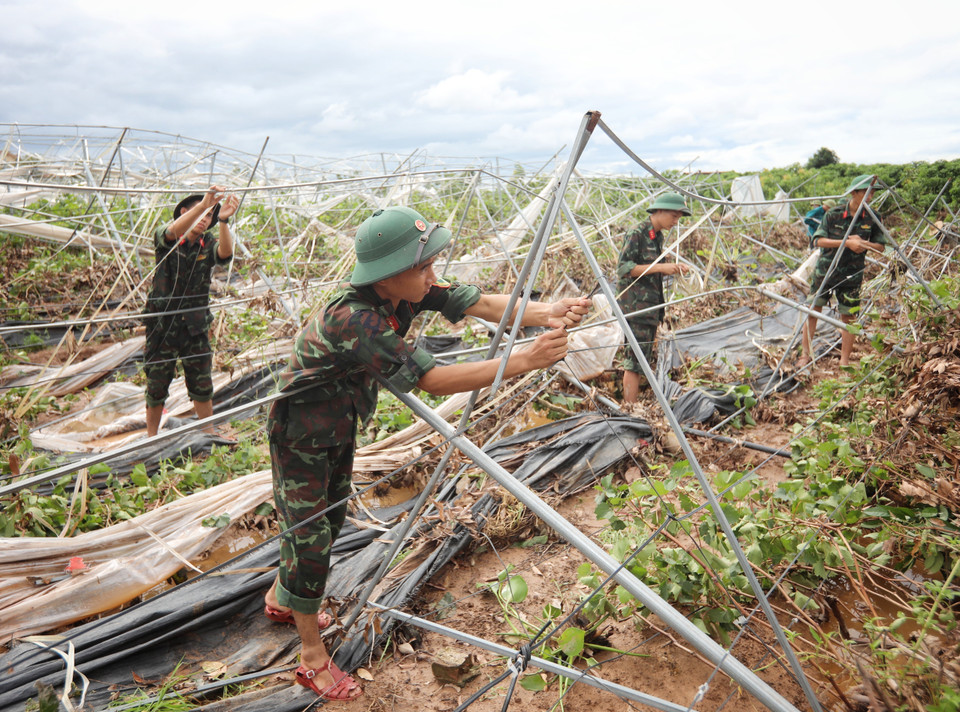 Cán bộ, chiến sỹ Sư 325 hỗ trợ anh Trương Văn Ngọ, thôn Khả Lã, xã Tân Lập, Lục Ngạn, dọn dẹp sửa chữa lại vườn nho do bão đánh sập. (Ảnh: Danh Lam/TTXVN)