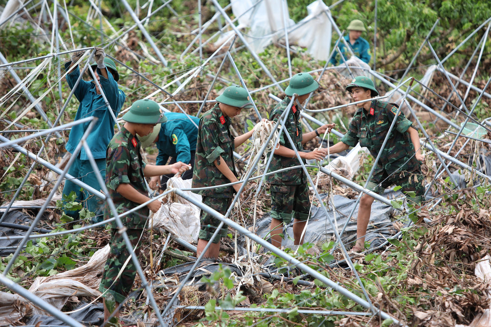 Cán bộ, chiến sỹ Sư 325 hỗ trợ anh Trương Văn Ngọ, thôn Khả Lã, xã Tân Lập, Lục Ngạn, dọn dẹp sửa chữa lại vườn nho do bão đánh sập. (Ảnh: Danh Lam/TTXVN)