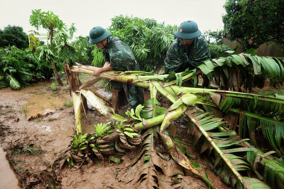 Cán bộ, chiến sỹ Sư đoàn 325 giúp dân vận dọn dẹp vườn cây tại thôn Khả Lã, xã Tân Lập, Lục Ngạn do bão gây thiệt hại. (Ảnh: Danh Lam/TTXVN)