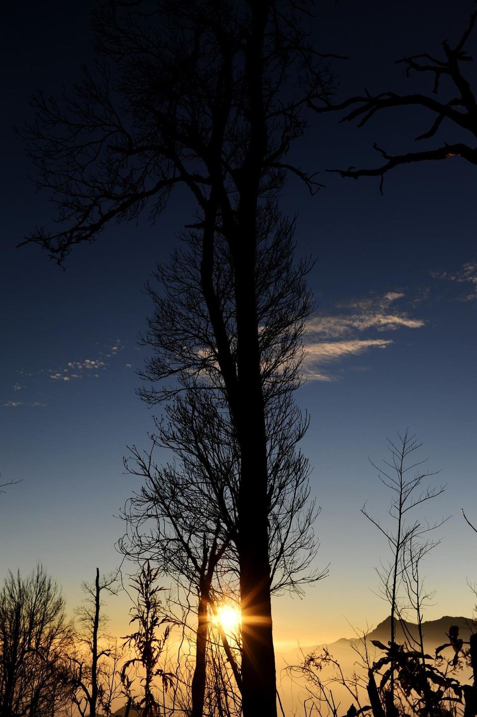 Bình minh muộn qua những tán cây. (Ảnh: Mai Mai/Vietnam+)